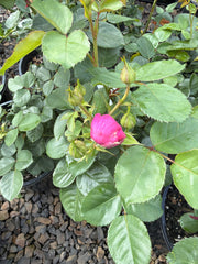 Für Elise Floribunda Bush Rose