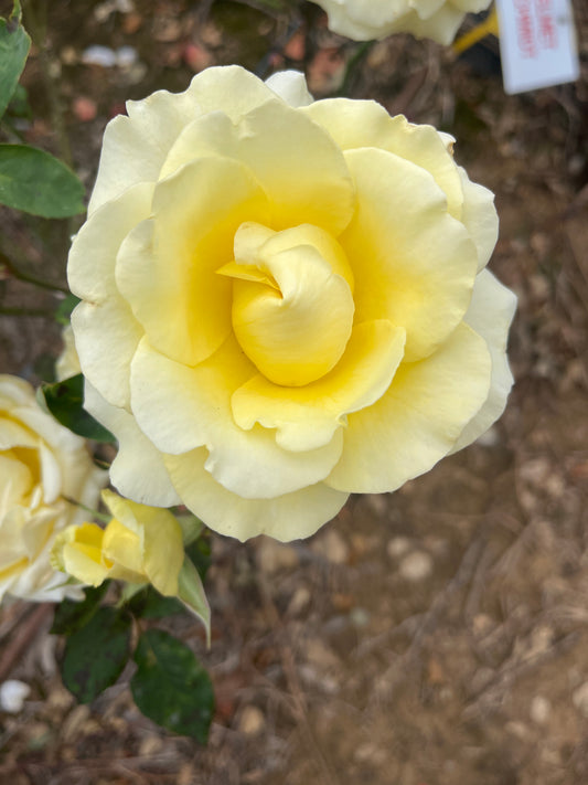 Helmut Schmidt Hybrid Tea 2ft patio standard