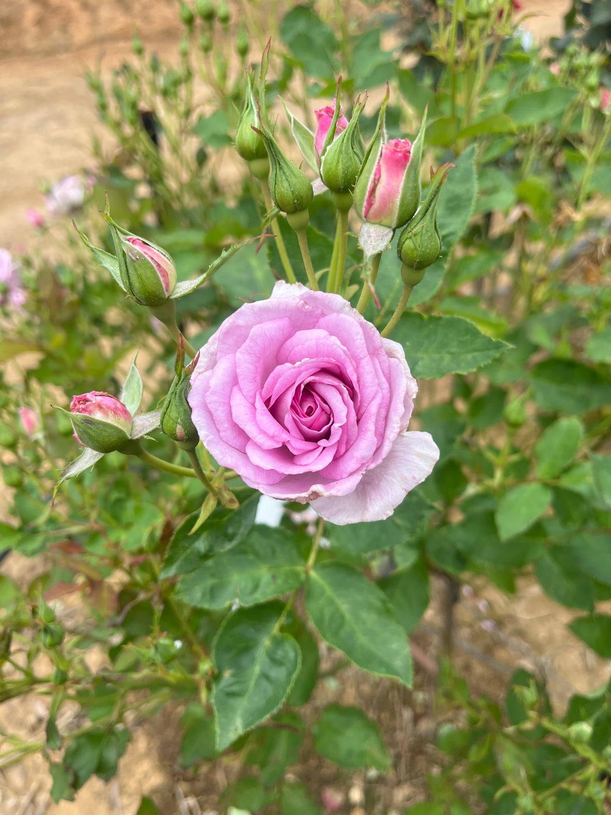 Perfume Perfection Floribunda Bush Rose