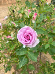 Perfume Perfection Floribunda Bush Rose (Bare-rooted)