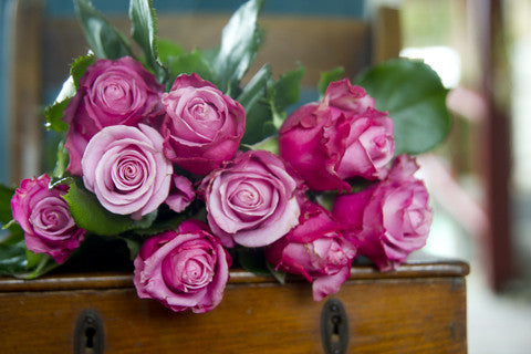Fragrant Plum -  Hybrid Tea Rose