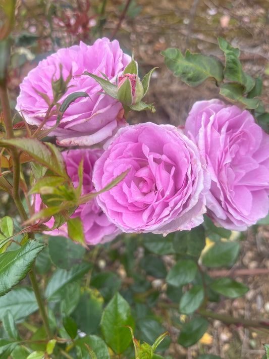 Bonnie Babes New Release Floribunda 2ft patio standard