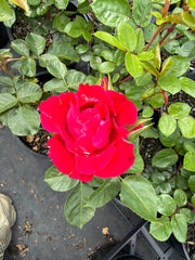 Gift Of Friendship New Release Floribunda Bush Rose