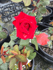 Grande Amore Hybrid Tea New Release Bush Rose