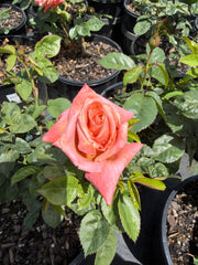 Remember Me 2ft Patio - Hybrid Tea Bush Rose (bare rooted)