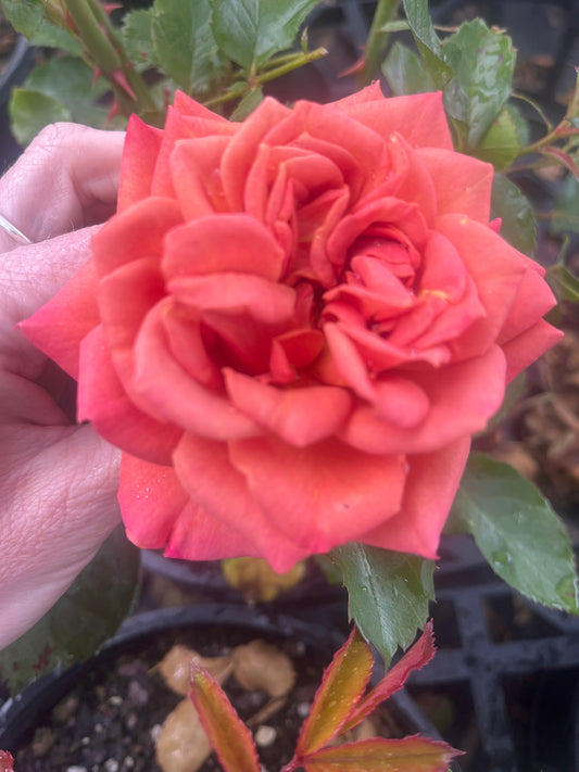 Pumpkin Patch New Release Floribunda Bush Rose (Bare-rooted)