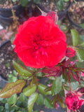 Scarlet Bonica™ Floribunda New Release 2ft patio standard