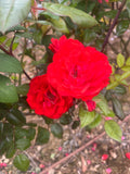 Cathedral City Floribunda New Release Bush Rose 2ft patio