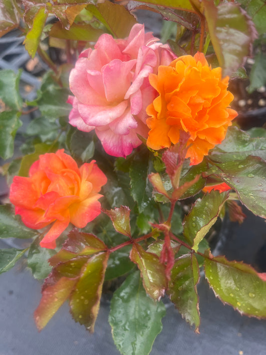 Parkinson Passion Floribunda New Release Bush Rose