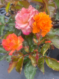 Parkinson Passion Floribunda New Release Bush Rose