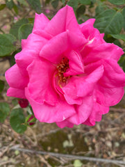 Pink Peace Hybrid Tea Bush Rose
