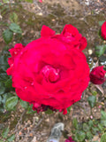 La Marseillaise Hybrid Tea Bush Rose
