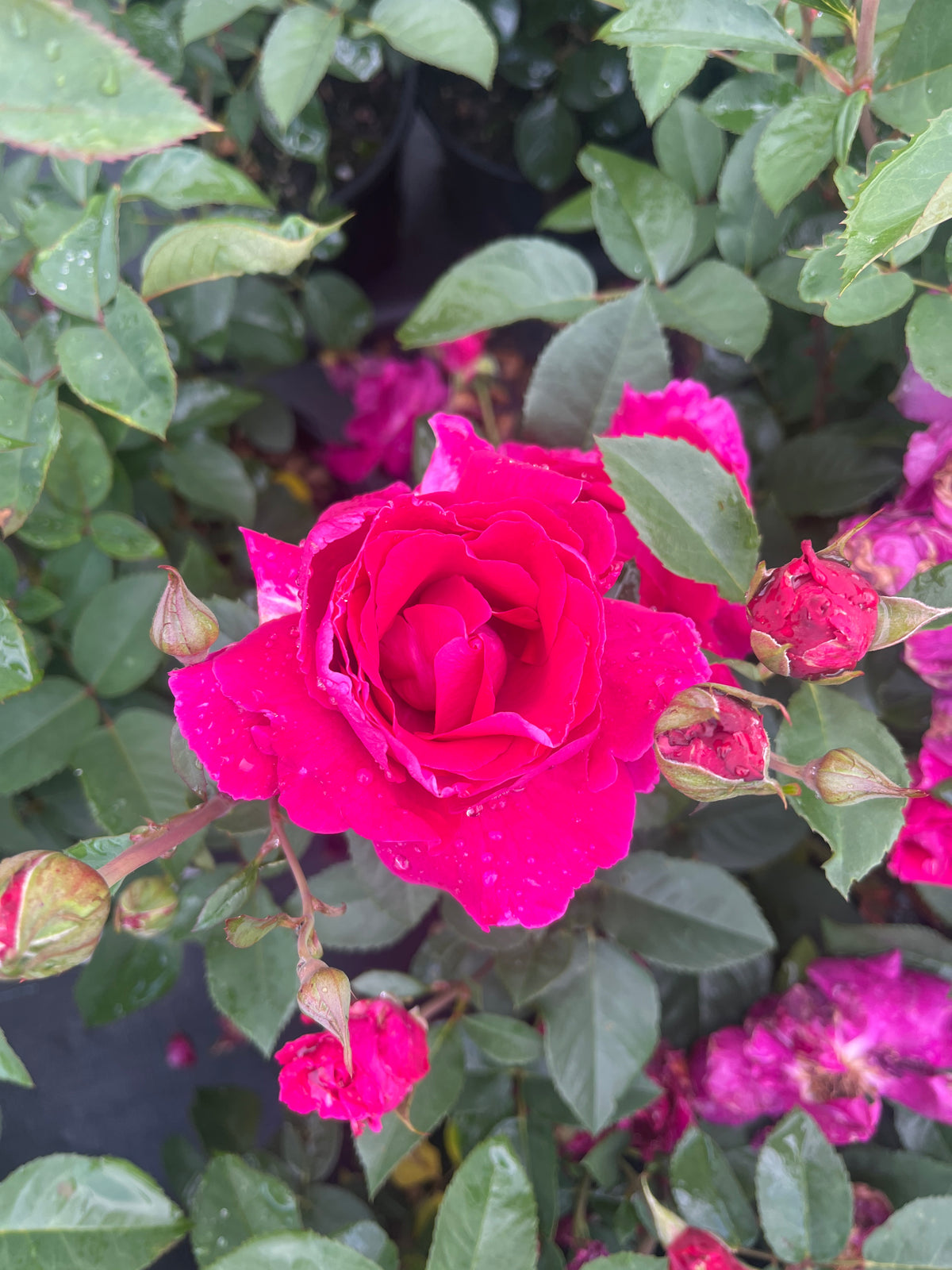 Brindabella Redstar™ New Release Bush Rose