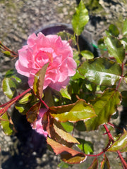 Maxivita New Release Floribunda Bush Rose (Bareroot)