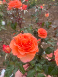 Casanova - Floribunda Shrub Rose