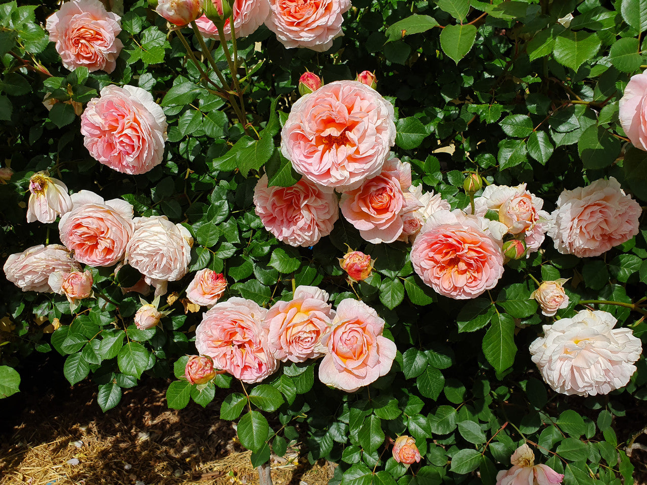 Abraham Darby (Auscot) - David Austin Rose (Bareroot)