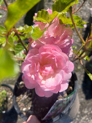Maxivita New Release Floribunda Bush Rose (Bareroot)