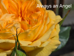 Always An Angel Hybrid Tea New Release (Bareroot)