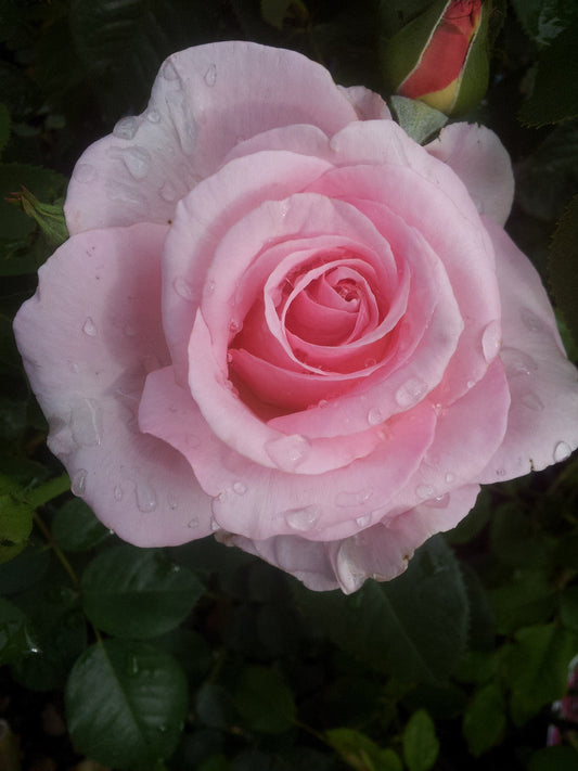 Aotearoa (Land of the Long White Cloud) Hybrid Tea (bare rooted)