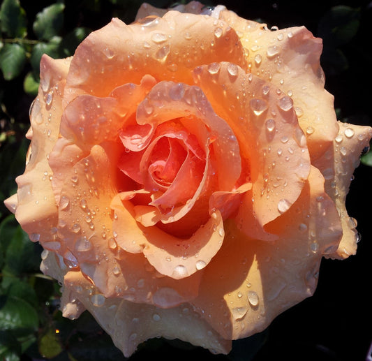 Apricot Nectar - Floribunda Rose