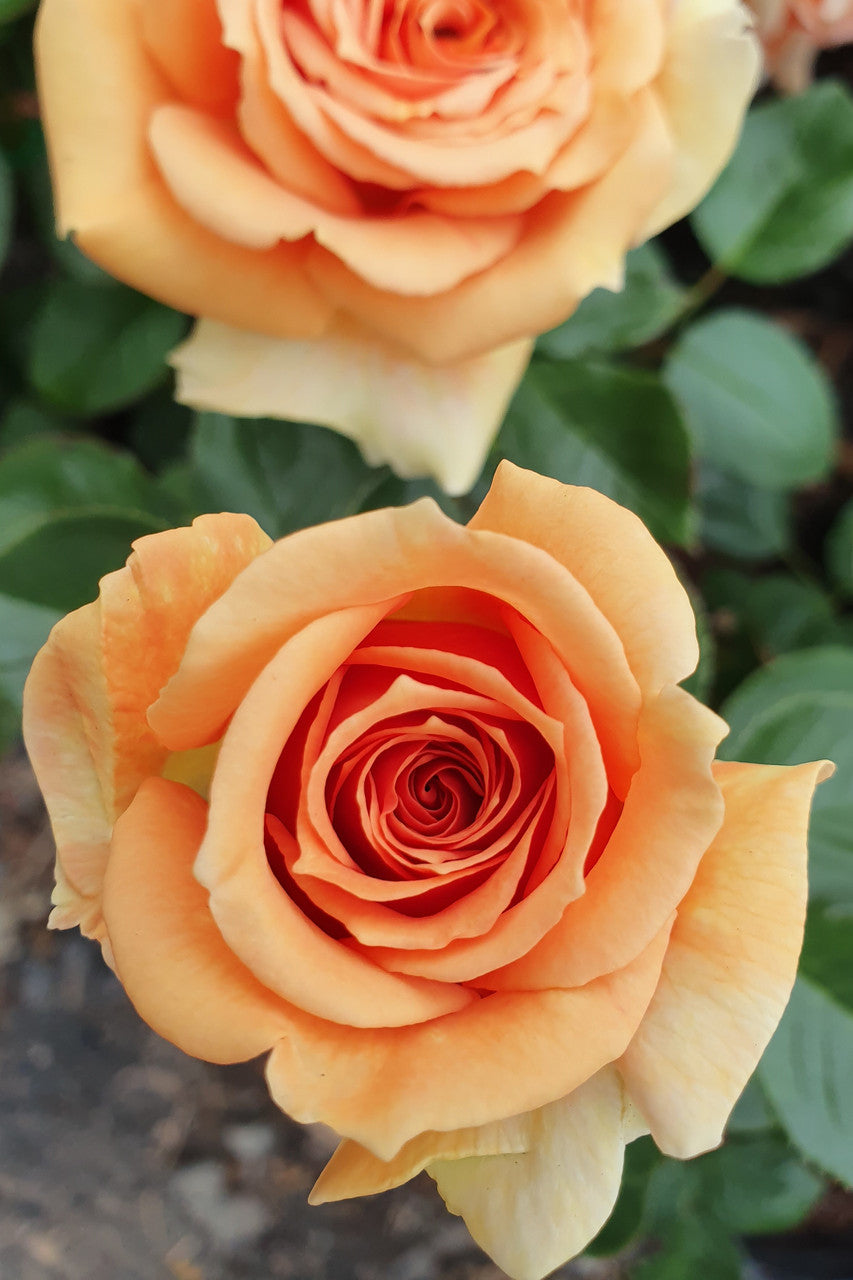 Ashram - Hybrid Tea Rose