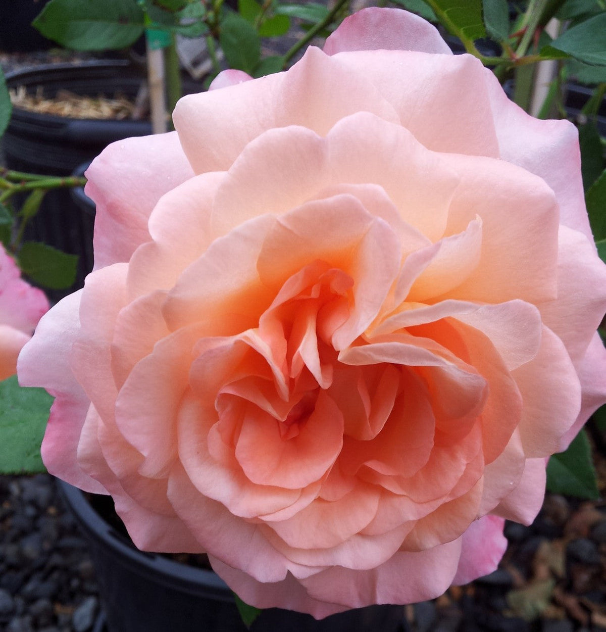 Augusta Luise Potted 2ft Patio Standard