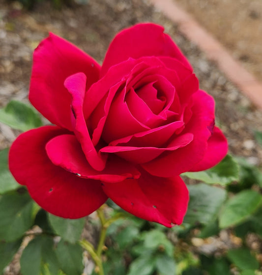 Australian Bicentennial Hybrid Tea Rose 2 ft Patio