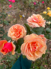 About Face Floribunda Bush Rose