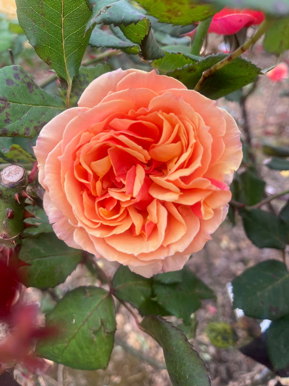 About Face Floribunda Bush Rose
