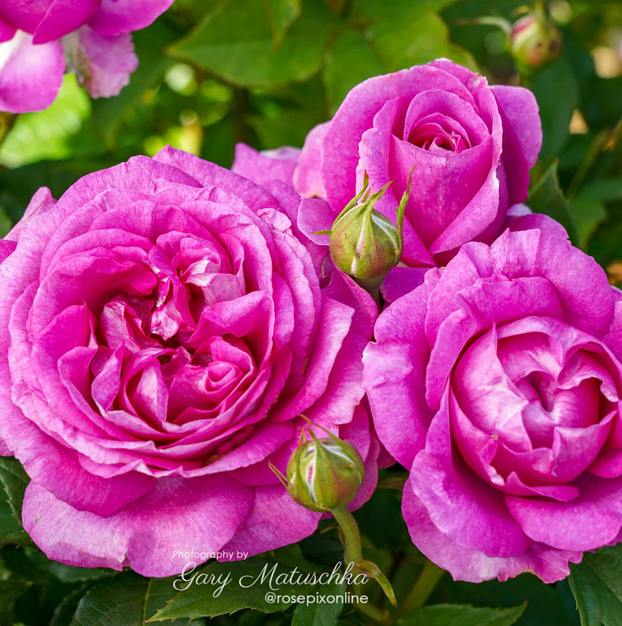 Adorable (bare rooted)