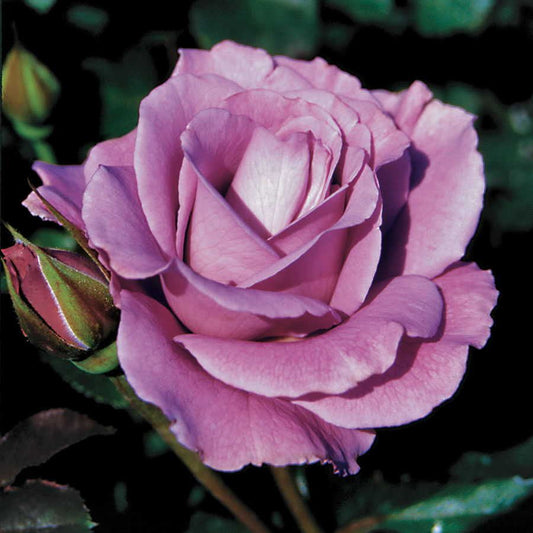 Angel Face Floribunda Bush Rose