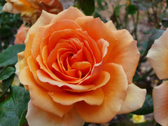 Ashram - Hybrid Tea Rose (bare rooted)