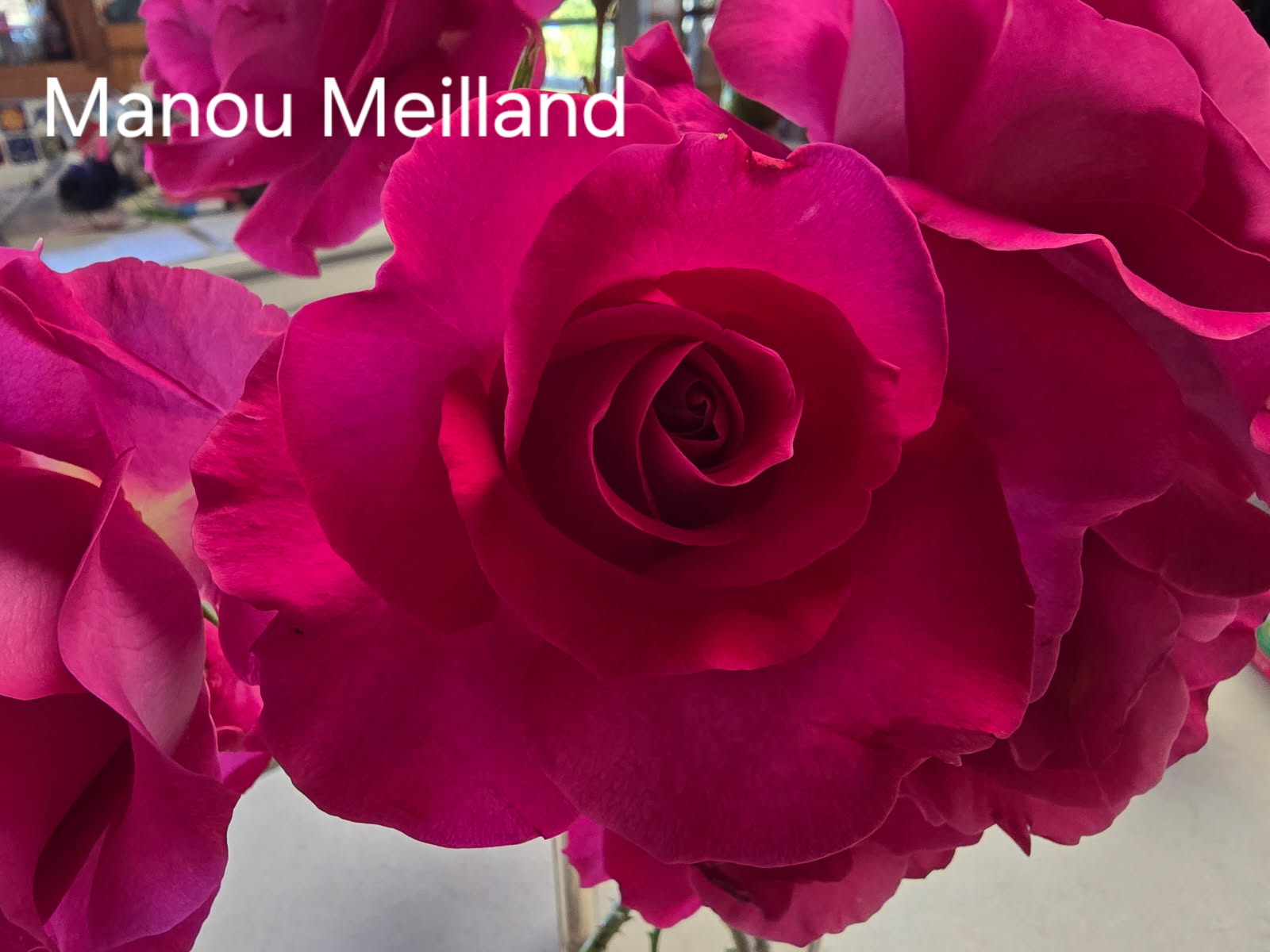Manou Meilland Hybrid Tea 2ft patio standard (Bareroot)