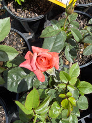 Remember Me 2ft Patio - Hybrid Tea Bush Rose (bare rooted)