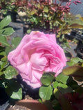 Perfume Passion - Hybrid Tea Rose