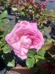 Perfume Passion - Hybrid Tea Rose