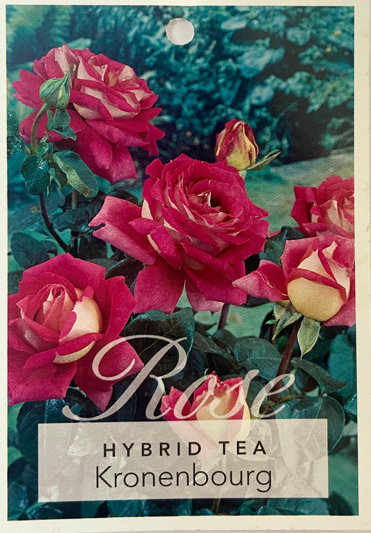 Kronenbourg Hybrid Tea Bush Rose (bare-rooted)