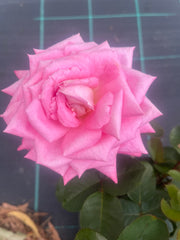 Unconditional Love New Release Bush Rose (bare-rooted)