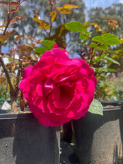 Baronne E. De Rothschild - Hybrid Tea