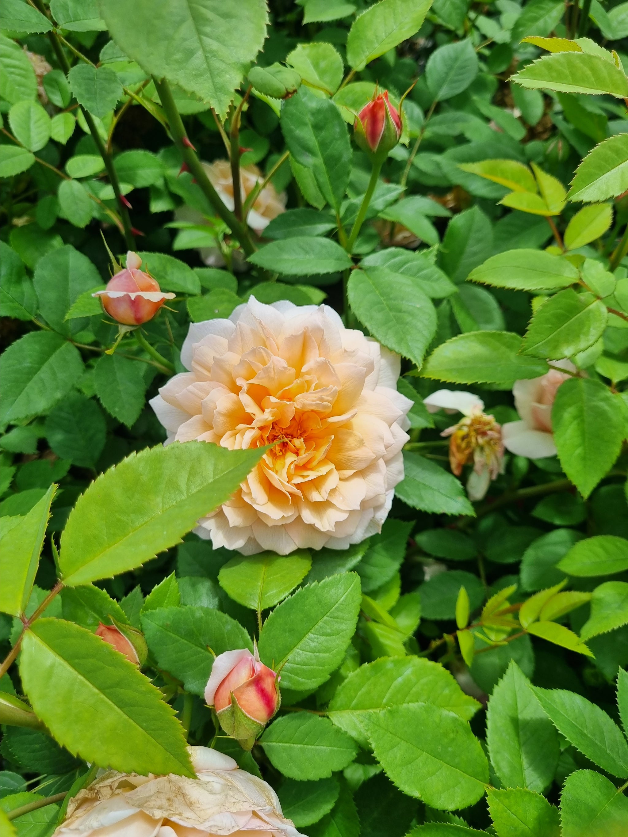 Bathsheba Climbing (Bare-rooted)