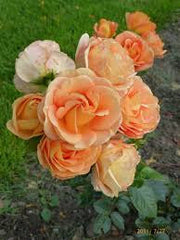 Bengali -2ft patio standard