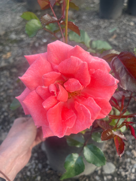 Kalinka Floribunda Bush Rose