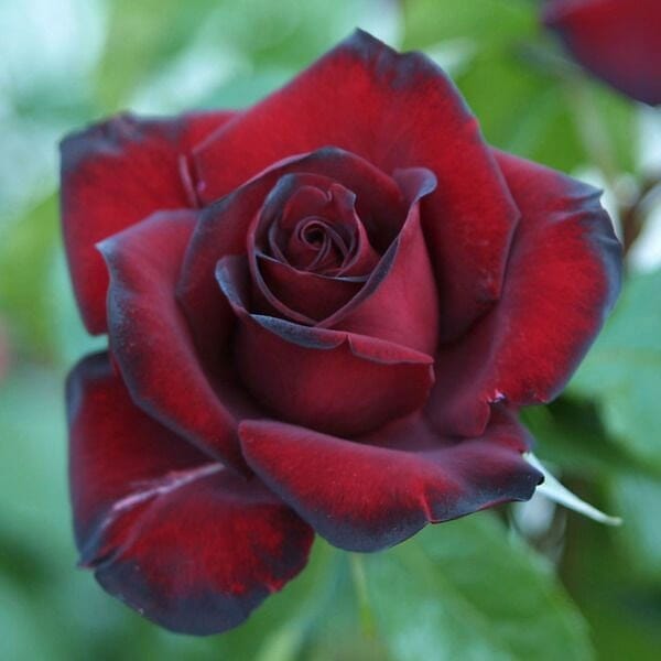 Black Madonna Hybrid Tea 2ft standard patio