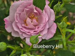Blueberry Hill (bareroot)