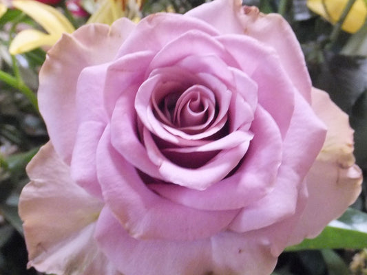 Blue Moon - Hybrid Tea Rose
