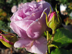 Blue Moon - Climbing Rose