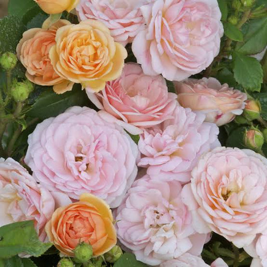 Bordure Nacree Delbard 2ft standard patio