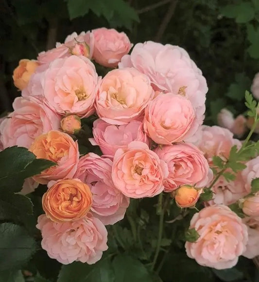 Bordure Nacree Delbard 2ft standard patio