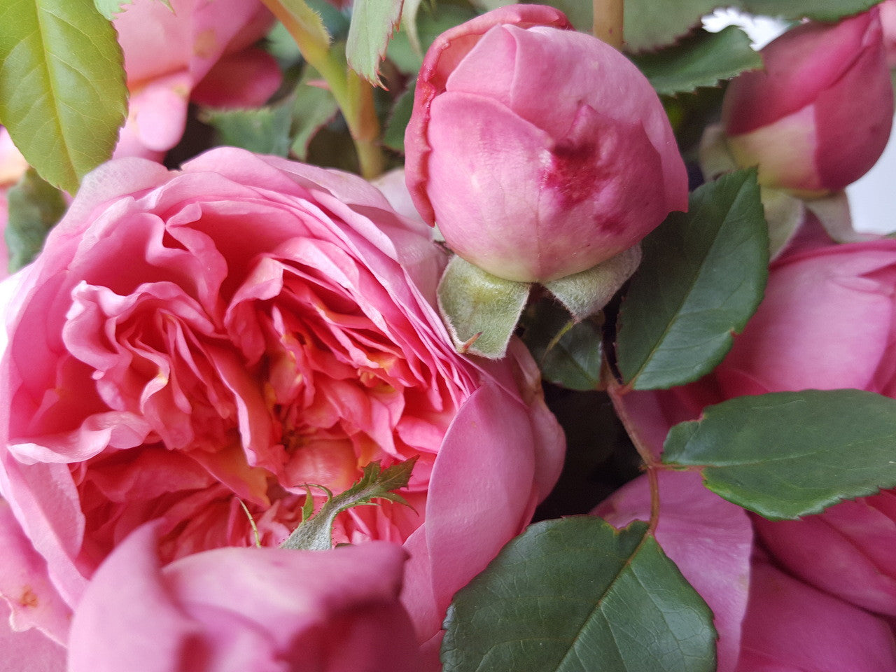 Boscobel (Auscousin) - David Austin Rose