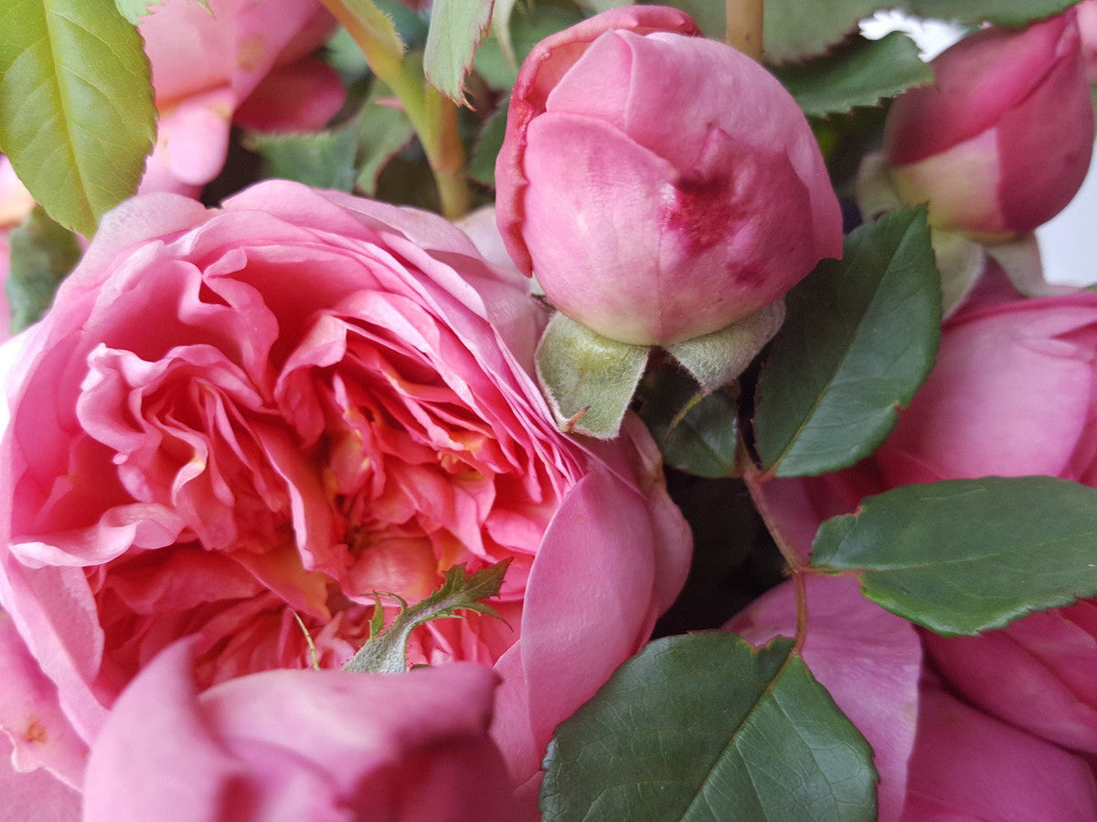 Boscobel - David Austin Rose